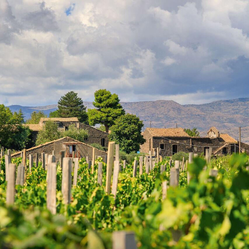 Weite sizilianische Weinberge mit grünen Rebstöcken im Vordergrund und charakteristischen Steinhäusern in der Mitte. Bäume umranden die Gebäude, im Hintergrund erheben sich sanfte Hügel und Wolken vor blauem Himmel – mediterranes Flair und natürliche Idylle.