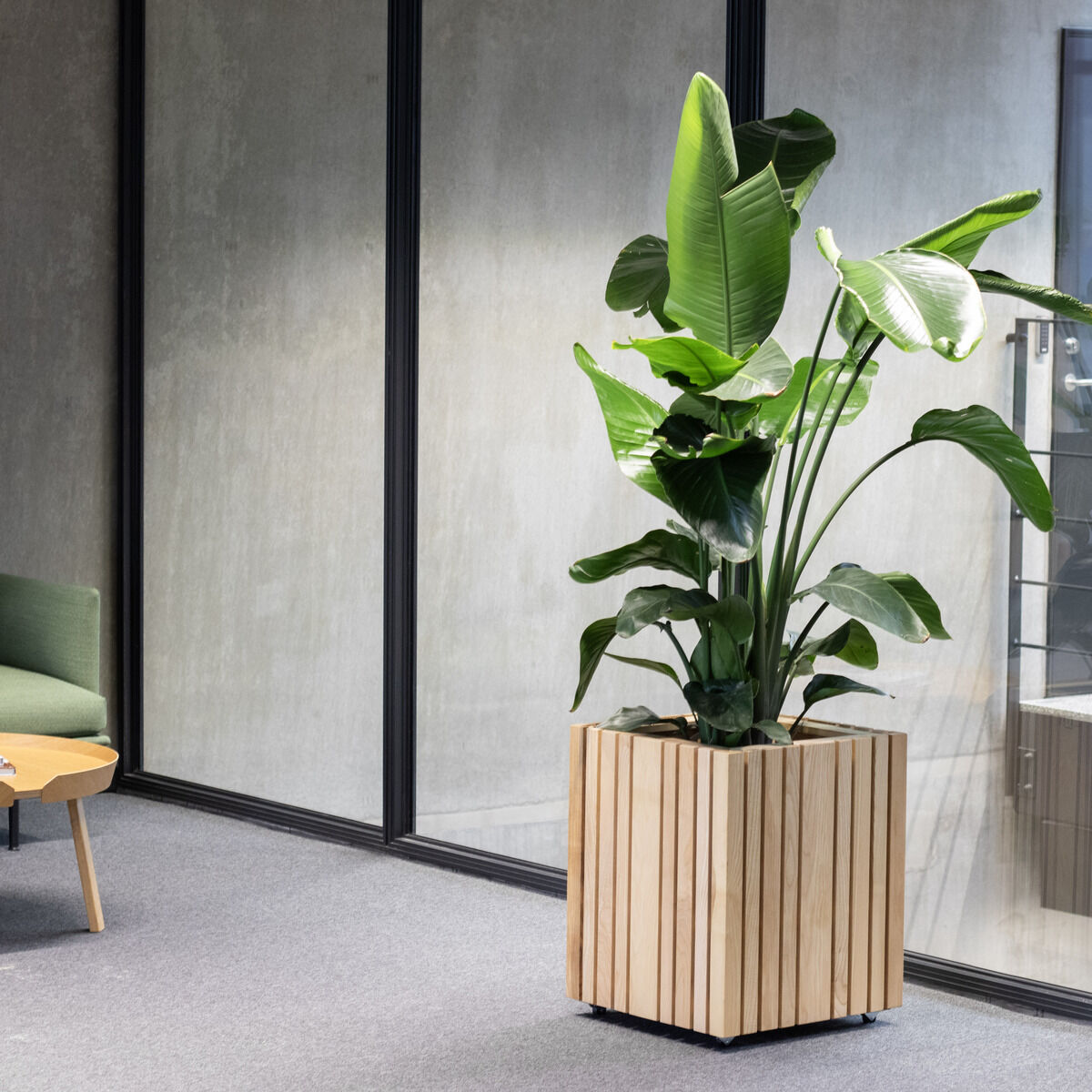 Ein modernes Pflanzgefäß »GrowBIG« mit einer großen grünen Pflanze in einem Raum mit grauem Boden, Holzwänden und einem grünen Stuhl. Das Gefäß hat eine Holzoptik und befindet sich nahe einem Fenster.