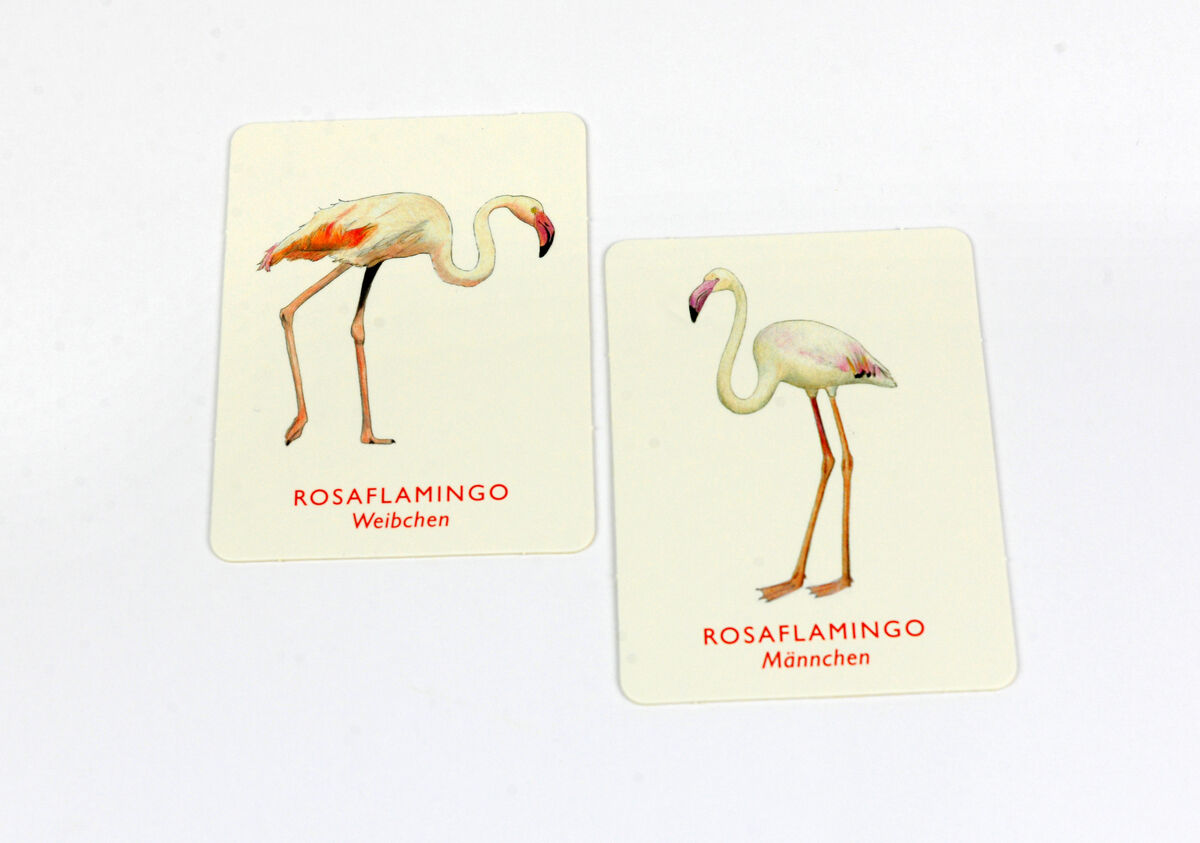 Zwei Spielkarten aus einem Memospiel mit Vogelmotiven. Auf den Karten sind rosa Flamingos zu sehen, mit Beschriftung 'RosaFlamingo Weibchen' und 'RosaFlamingo Männchen'.