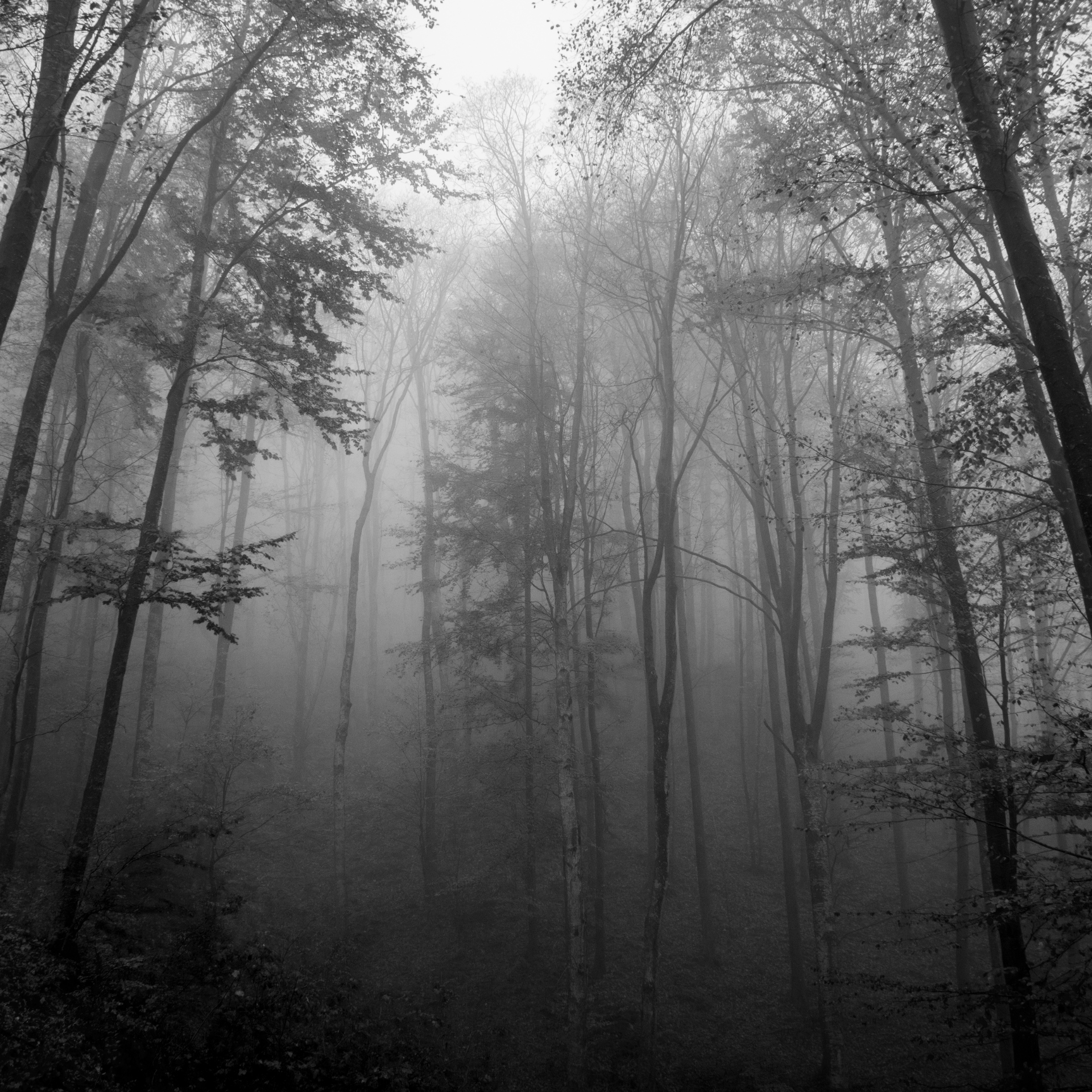 Schwarz-weiß-Fotografie eines nebligen Waldes mit hohen, kahlen Bäumen. Die Nebelschleier durchziehen zwischen den Baumstämmen und verleihen der Szene eine ruhige, mystische Atmosphäre. Im Vordergrund und Hintergrund sind Zweige und Äste durch den dichten Nebel teilweise verschwommen sichtbar