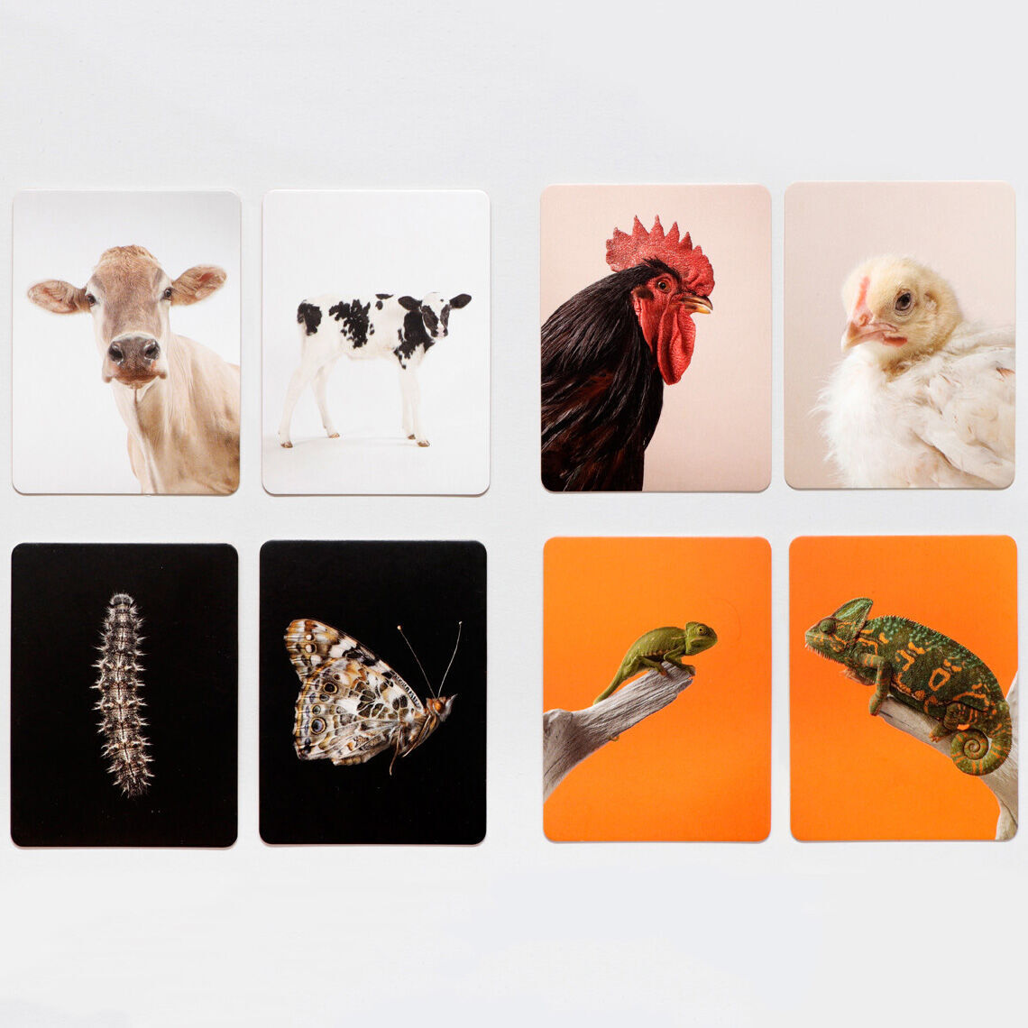 Das Bild zeigt das Memo-Spiel »Klein und Groß« mit Fotokarten von verschiedenen Tieren in verschiedenen Entwicklungsstadien, darunter eine Kuh, ein Kalb, ein Hahn, ein Küken, eine Raupe, ein Schmetterling und zwei Chamäleons.