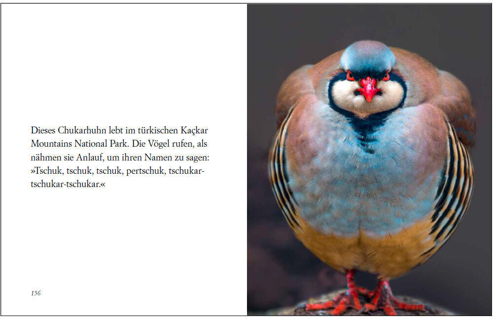Ein Buch mit einer Doppelseite. Auf der linken Seite steht ein Text über das Chukarhuhn. Auf der rechten Seite ist ein farbenfrohes Bild von einem Chukarhuhn zu sehen, mit auffälligen roten Augenringen und detailreichen Federn. Der Hintergrund ist neutral.