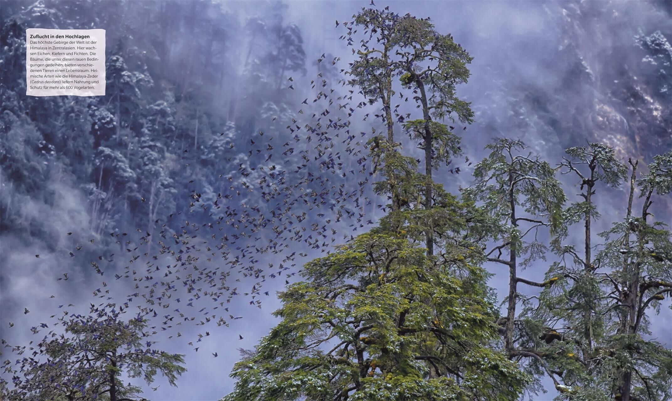 Innenansicht zu Scott, M: Bäume - Eine Natur- und Kulturgeschichte