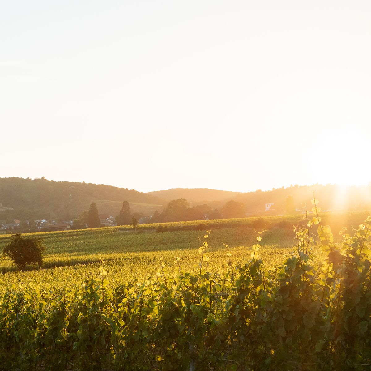 Foto eines sonnenbeschienenen Weinbergs am Abend mit Blick auf eine hügelige Landschaft. Die Reben stehen dicht nebeneinander, im Hintergrund sind Wälder, eine Ortschaft und der Himmel im Licht der untergehenden Sonne zu sehen.