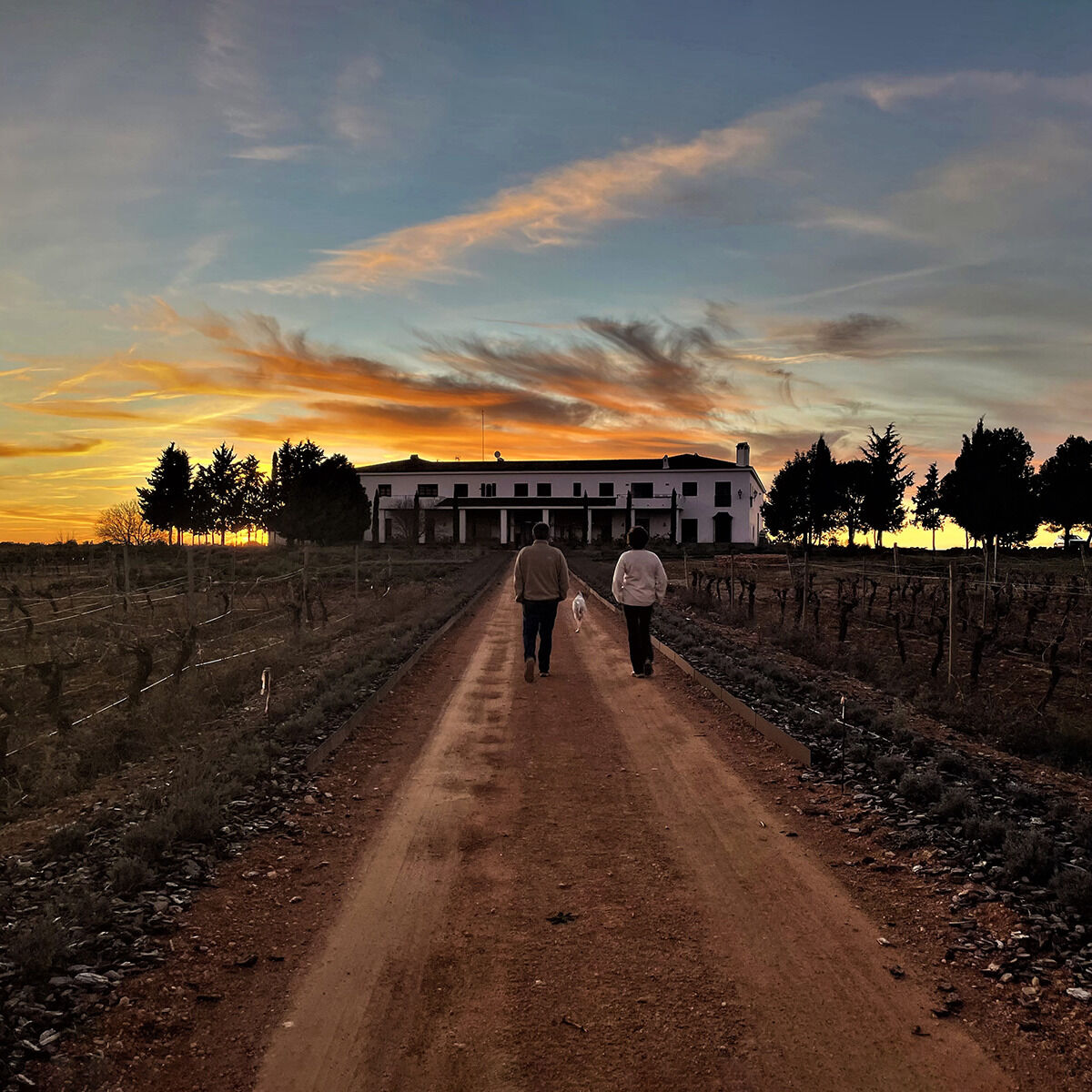Zwei Personen gehen auf einem rötlich-braunen Feldweg durch kahle Weinreben auf ein weißes, langgestrecktes Weingut zu. Dunkle Bäume rahmen das Gebäude. Hinter ihm leuchtet ein goldoranger Sonnenuntergang unter einem wolkigen blau-grauen Himmel; feine, langgezogene Wolken sind rosa und orange gefärbt.