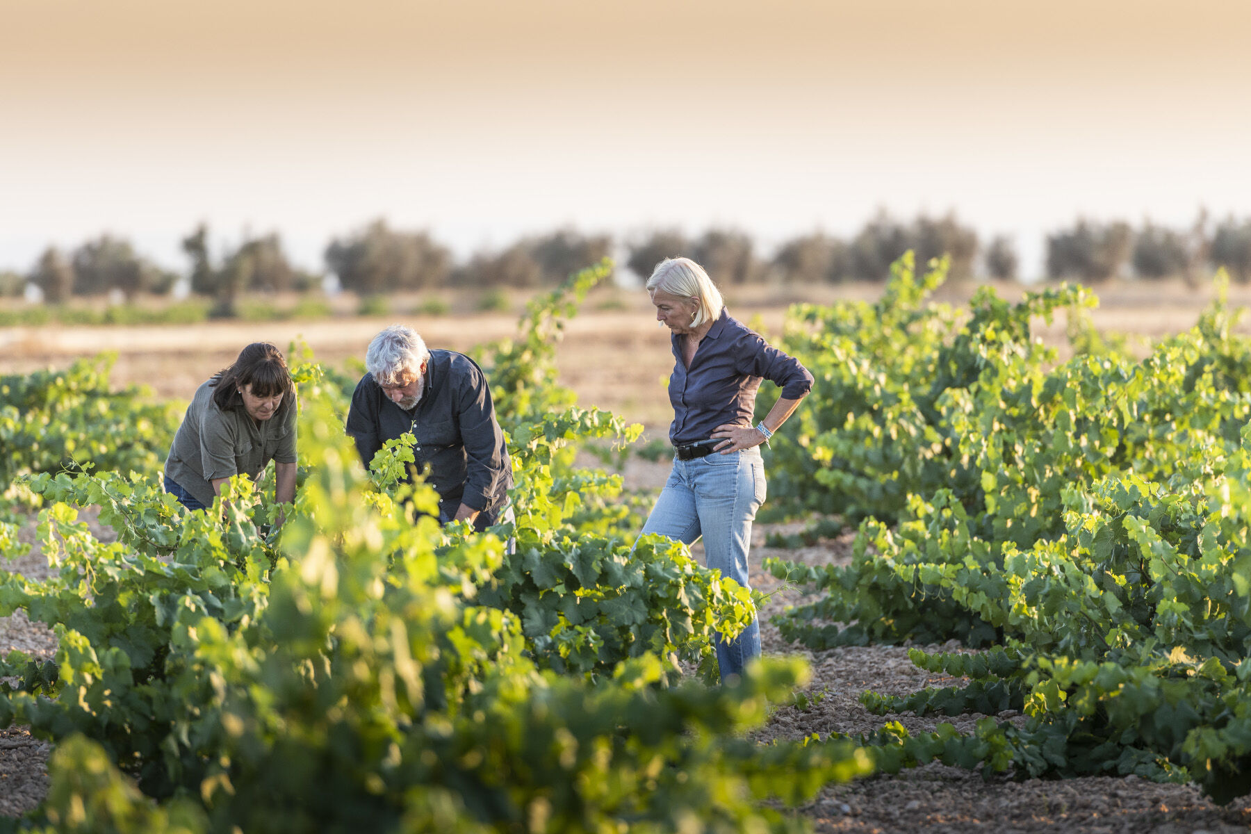 Drei Personen untersuchen Reben in einem alten Tempranillo-Weinberg bei Sonnenuntergang