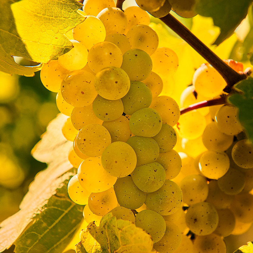 Reife gelbe Weintrauben an einem Weinstock, geeignet für Weißweinproduktion