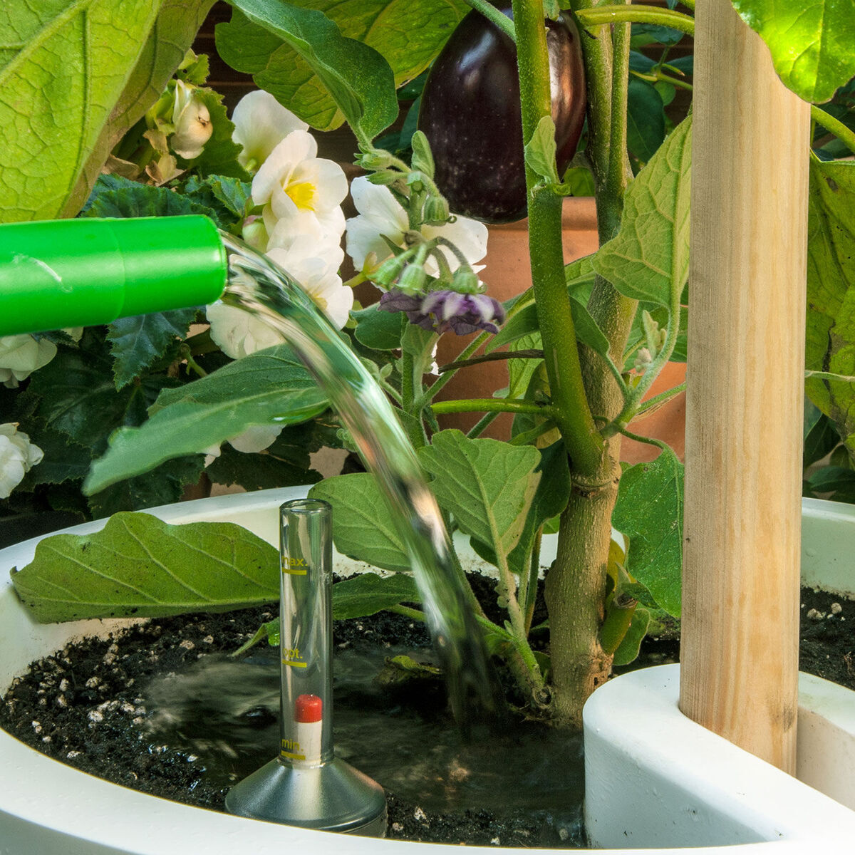 Mobiler Pflanzkübel auf einer Terrasse mit einer Pflanze darin. Ein grünes Gießwerkzeug wird verwendet, um die Pflanze zu bewässern. Im Kübel ist ein Wasserstandsanzeiger zu sehen. Die Pflanze hat große grüne Blätter und weiße Blüten.