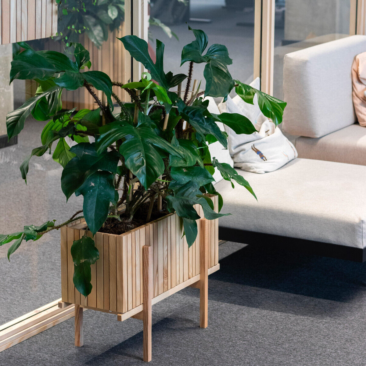 Eine Grünpflanze in einem Pflanzgefäß »GrowWIDE« mit Holzoptik und Holzbeinen steht in einem modernen Wohnzimmer mit grauem Teppich und hellbeigem Sofa.