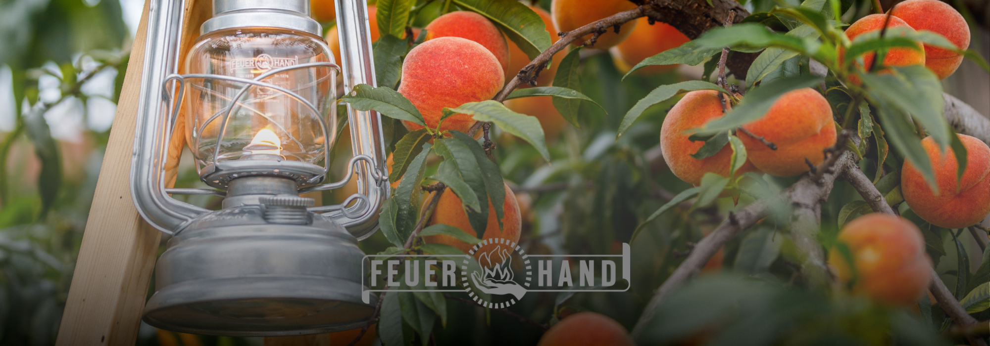 Silberne Petroleumlampe neben einem Pfirsichbaum mit reifen, orangefarbenen Früchten