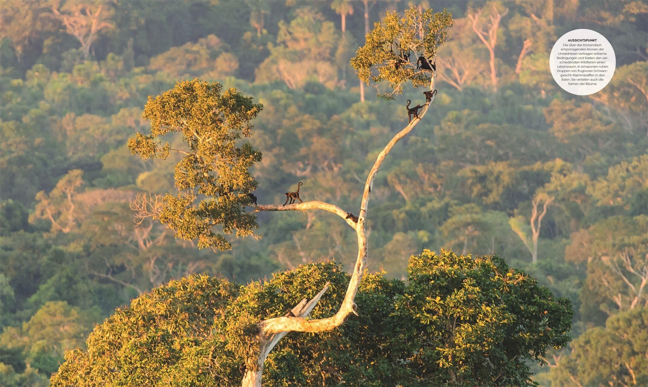 Innenansicht zu Asher, C: Wilde Welten