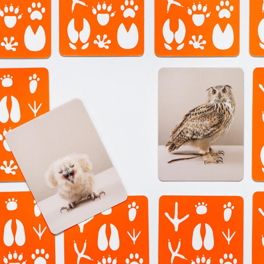 Memo-Spiel 'Klein und Groß' mit Tierpfotenabbildungen und Tierfotos auf Spielkarten, hauptsächlich in Orange und Weiß gestaltet.