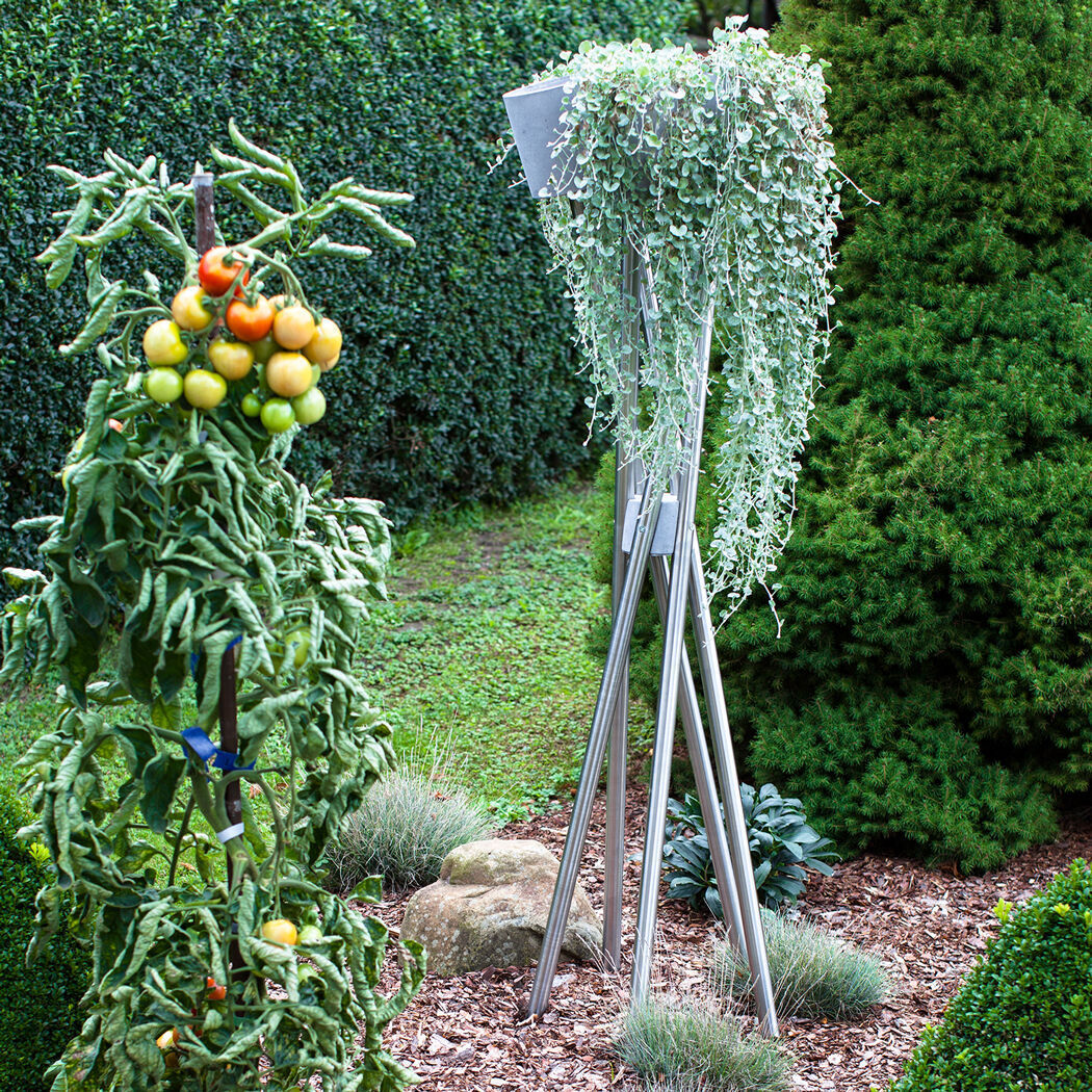 Ein Garten mit einem Hochgarten im Fokus, daneben eine Tomatenpflanze in voller Reife, und eine schneidende Baumschere im grünen, gepflegten Umfeld.