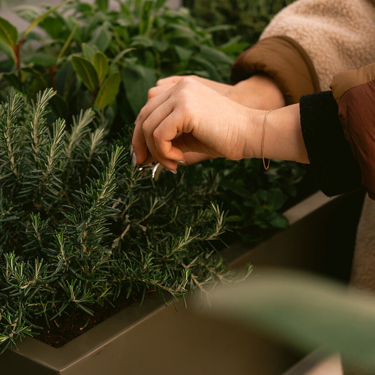 Eine Person mit beigefarbener Jacke und rotbraunem Ärmel erntet Kräuter aus einem rechteckigen, grünen Pflanztisch »Gardenworks Station« von Weltevree. Im Fokus stehen frische Kräuterpflanzen, der Pflanztisch steht auf schwarzen Beinen und wirkt hochwertig verarbeitet.