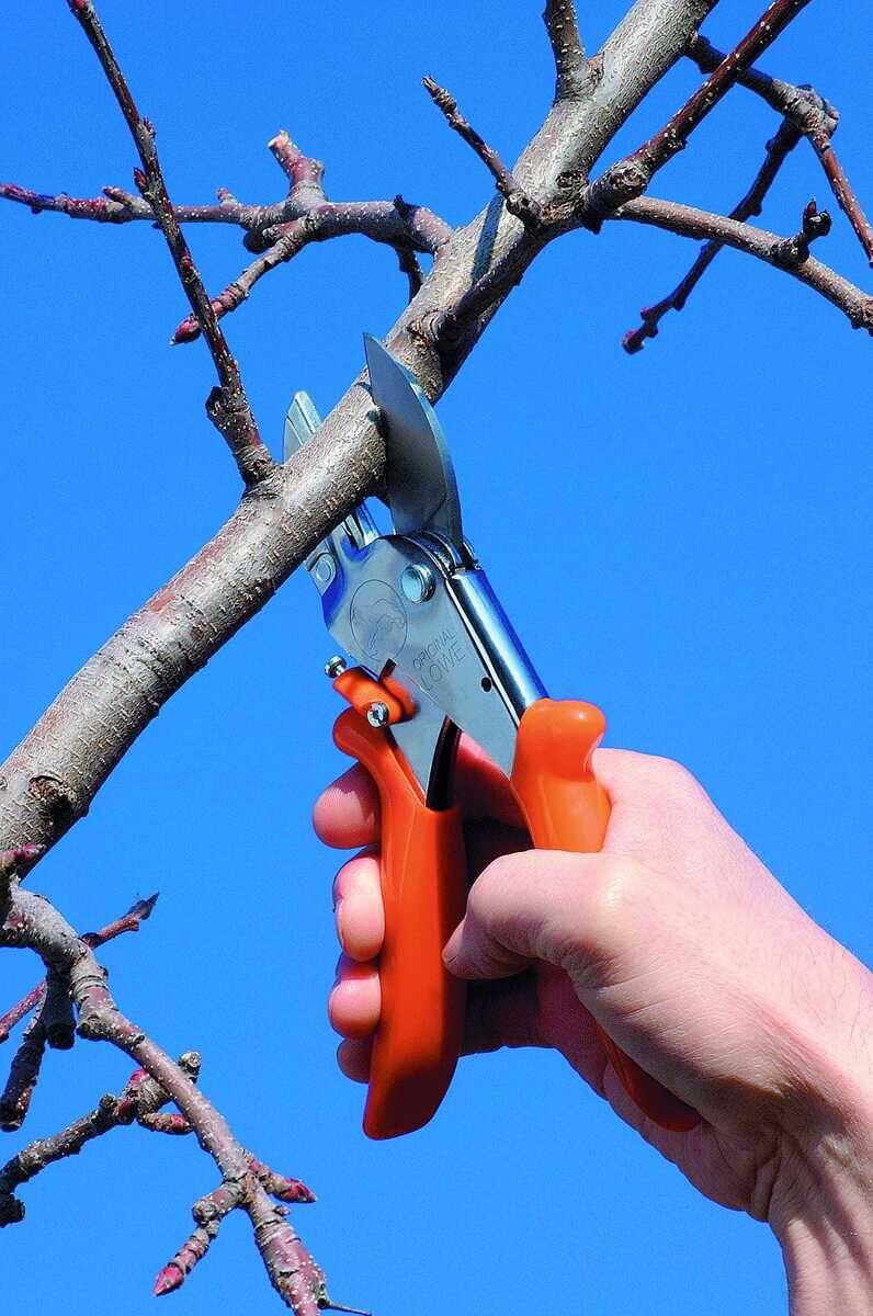 Hand hält eine Classic Schere von Original LÖWE und schneidet einen Ast vor blauem Himmel.
