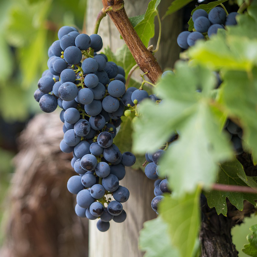 Reife blaue Weintrauben hängen an einem Weinstock mit grünen Blättern