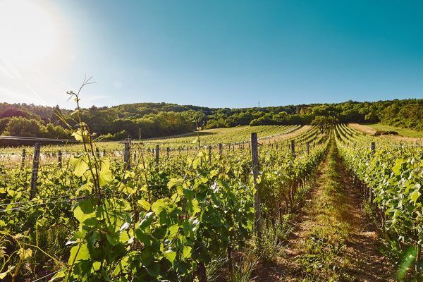 Weinreben in Reihen auf einem Weingut am Leithaberg unter klarem Himmel
