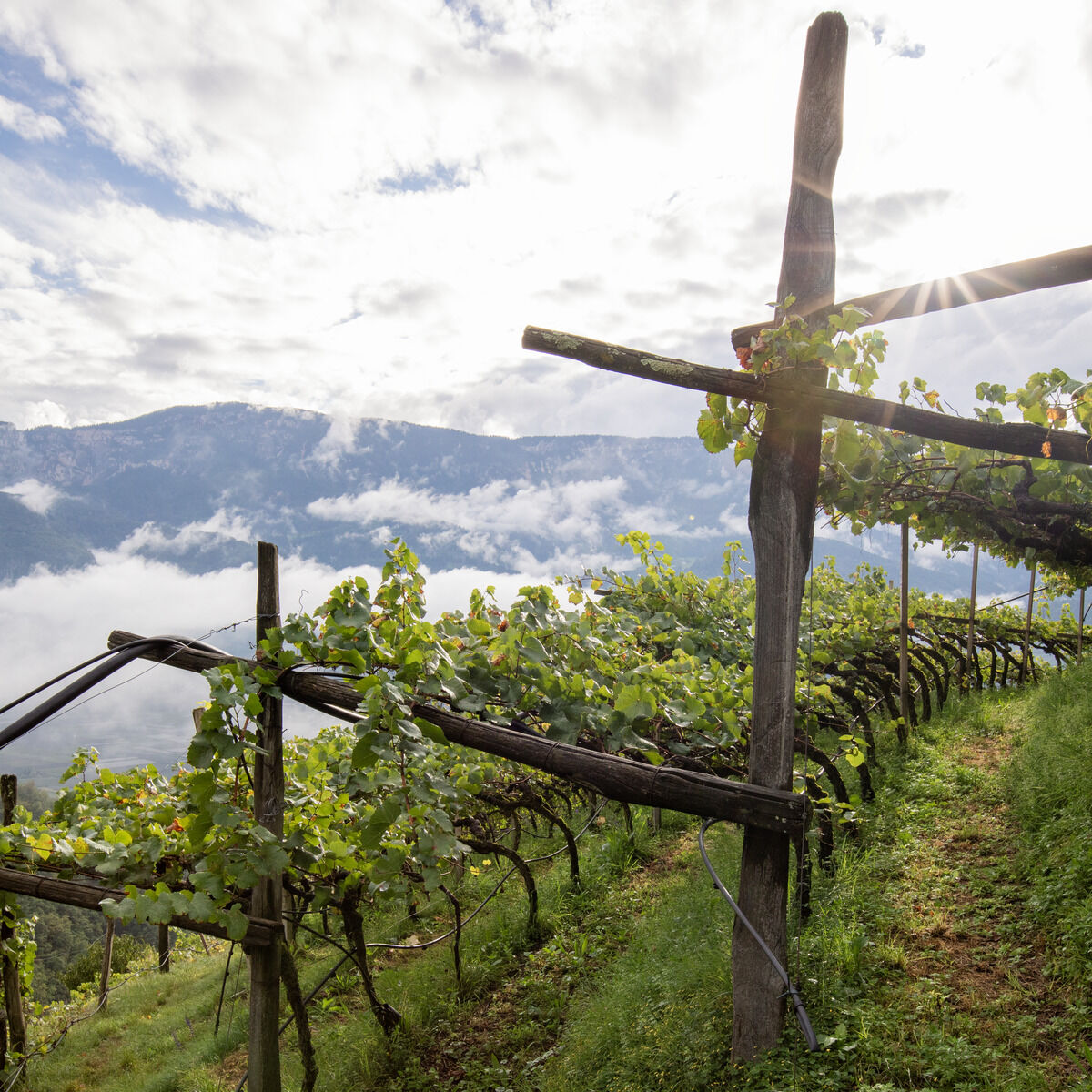Ein steiler Weinberg in Südtirol mit üppigen Rebreihen und hölzernen Rankhilfen bei Sonnenlicht. Im Hintergrund ziehen Wolken durch ein enges Tal, dahinter sind majestätische Berge zu erkennen. Das satte Grün der Pflanzen dominiert die Szenerie.