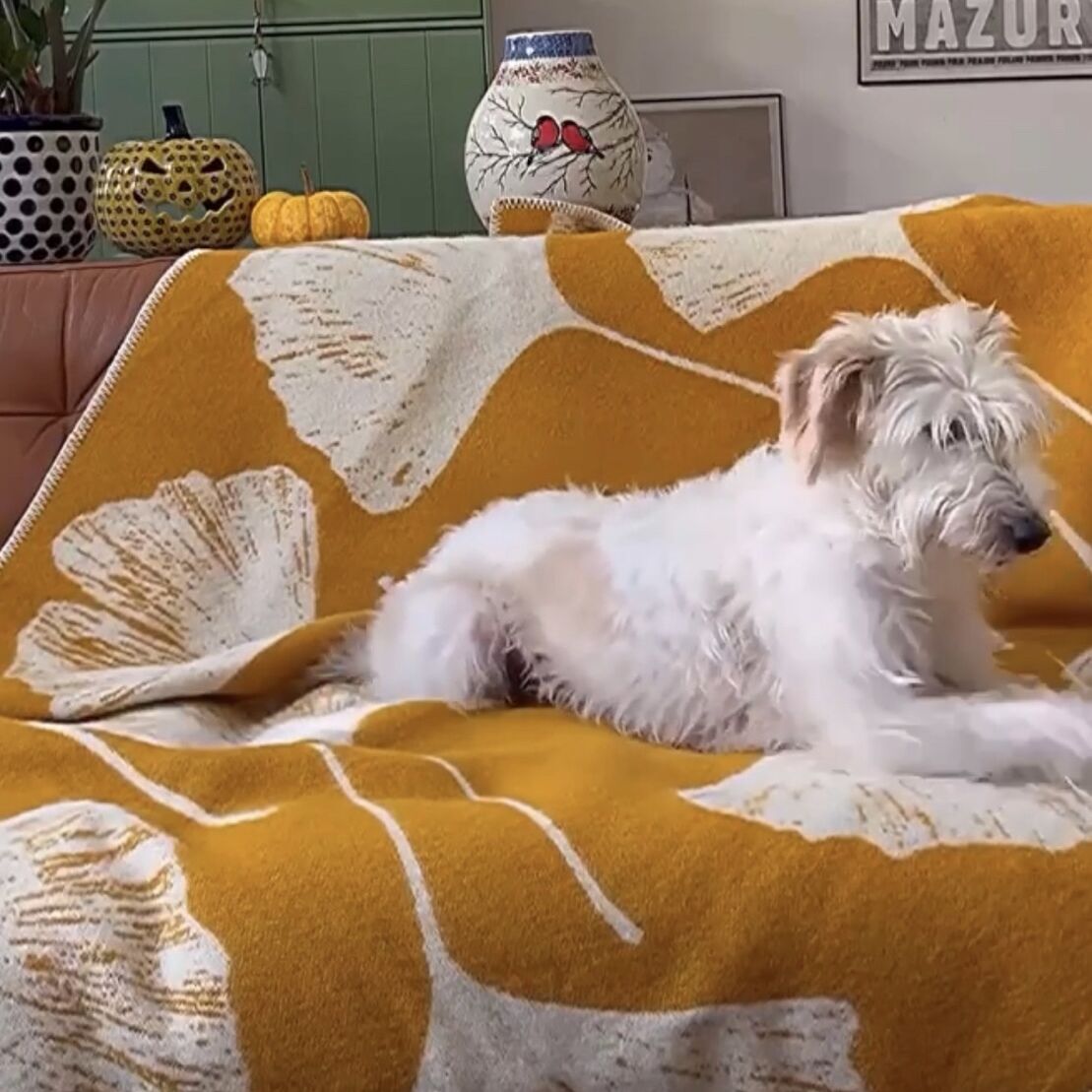 Eine orangefarbene Decke mit weißen Ginkgo-Mustern liegt auf einem Ledersofa. Darauf ruht ein kleiner, weißer Hund. Im Hintergrund sind Pflanzen, Vasen und ein Bild zu sehen, was dem Raum eine gemütliche Atmosphäre verleiht.