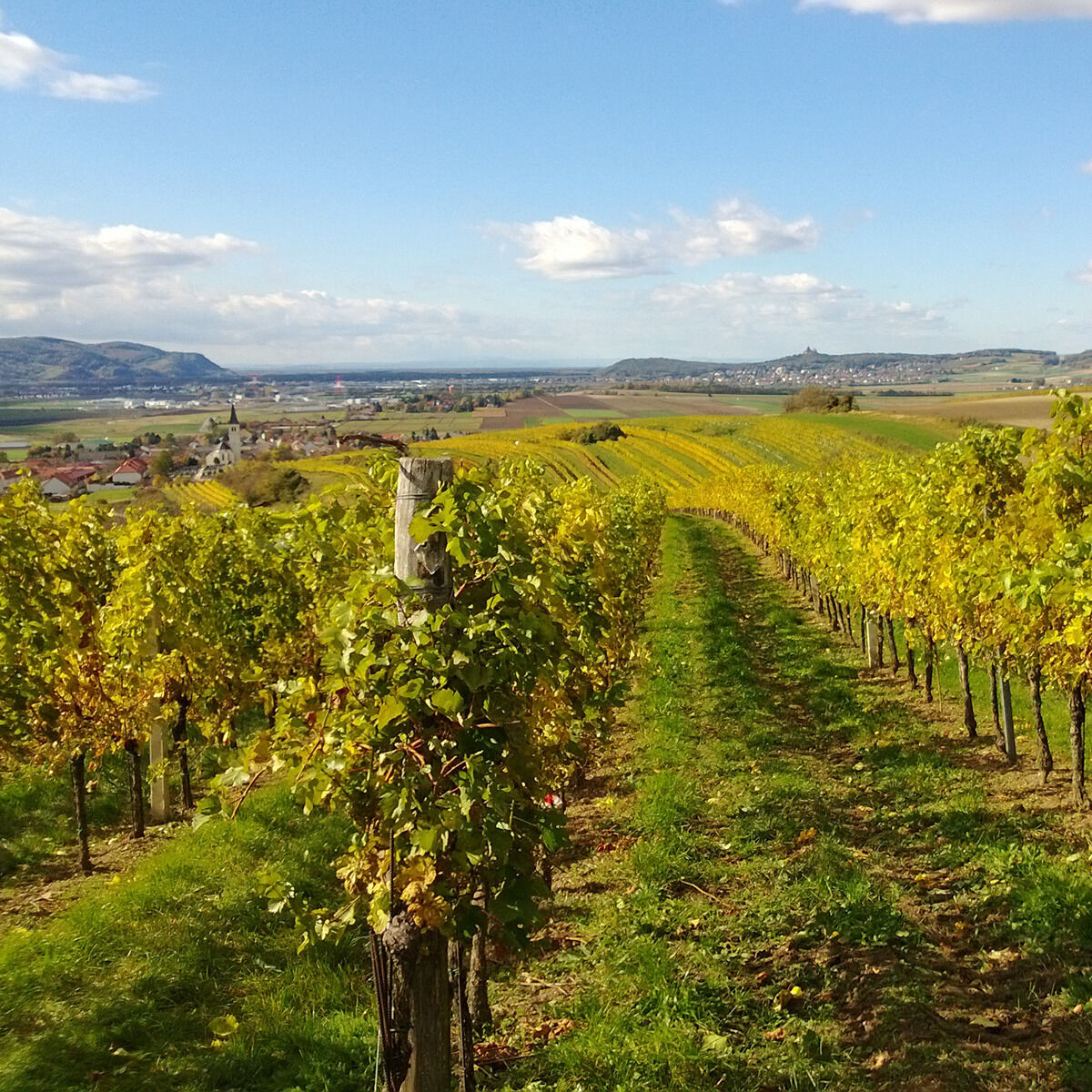 Blick über einen herbstlichen Weinberg im Weinviertel: Reihen gelbgrüner Reben rahmen einen grasbewachsenen Weg, der zu Feldern und einem Dorf mit Kirchturm führt. Dahinter liegen sanfte Hügel unter blauem Himmel mit lockeren weißen Wolken.
