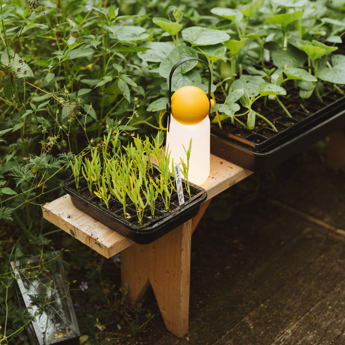 Eine tragbare »Guidelight« Lampe steht auf einem Holzbrett in einem grünen Garten. Sie leuchtet sanft und ist von Pflanzen umgeben, was eine gemütliche und natürliche Atmosphäre schafft.