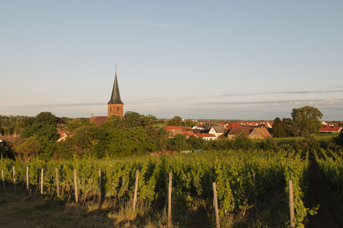 Weinberg mit grünen Reben vor einem Dorf mit Kirche und Kirchturm unter klarem Himmel