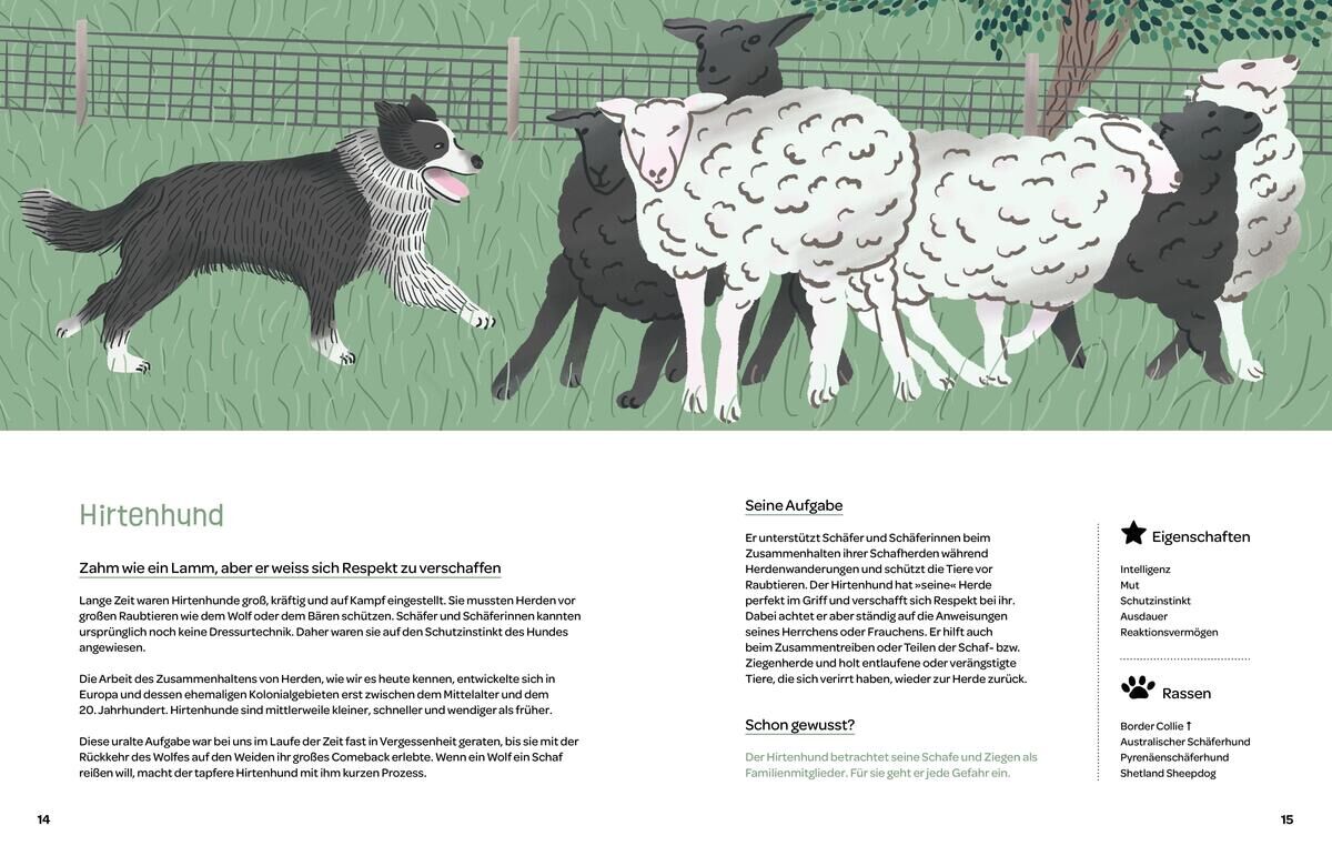 Eine Illustration zeigt einen Border-Collie-Hirtenhund, der eine kleine Gruppe von Schafen auf einer grünen Wiese leitet. Im Hintergrund ist ein Drahtzaun zu sehen.