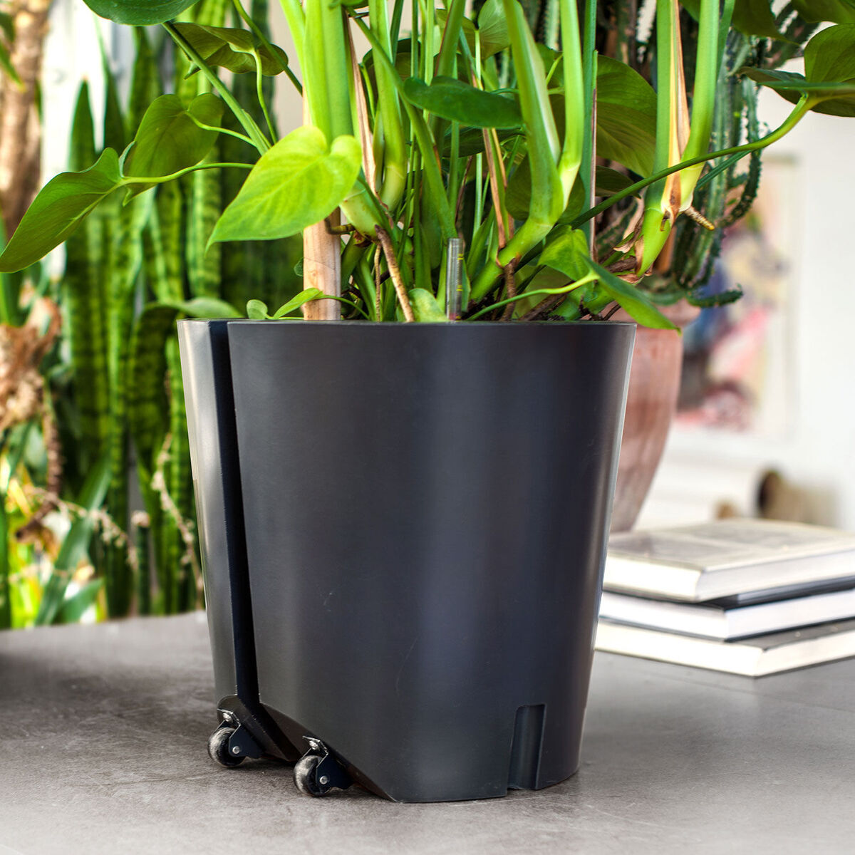 Mobiler schwarzer Pflanzkübel mit Transportrollen und grünen Pflanzen darin, auf einem hellgrauen Untergrund. Im Hintergrund sind weitere Zimmerpflanzen und gestapelte Bücher zu sehen.