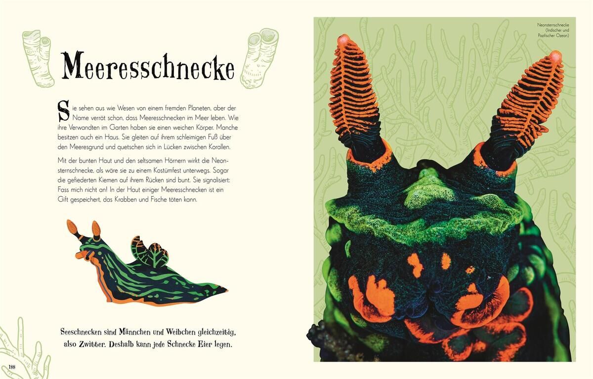 Illustration einer Meeresschnecke aus dem Buch 'Wundervolle Welt der Tiere' mit grünen und orangefarbenen Mustern.
