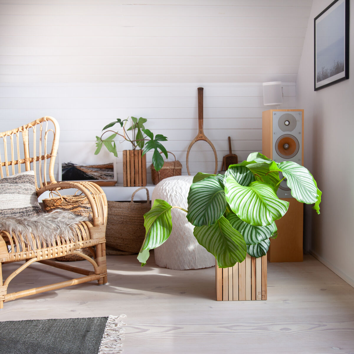 Ein stilvoll eingerichtetes Wohnzimmer mit einem Pflanzgefäß »GrowMORE« aus Holz, das eine große grün-weiß gemusterte Pflanze enthält. Das Zimmer ist in natürlichen Farbtönen gehalten, mit einem Rattansessel, Pflanzen und weiteren Dekorationsobjekten.