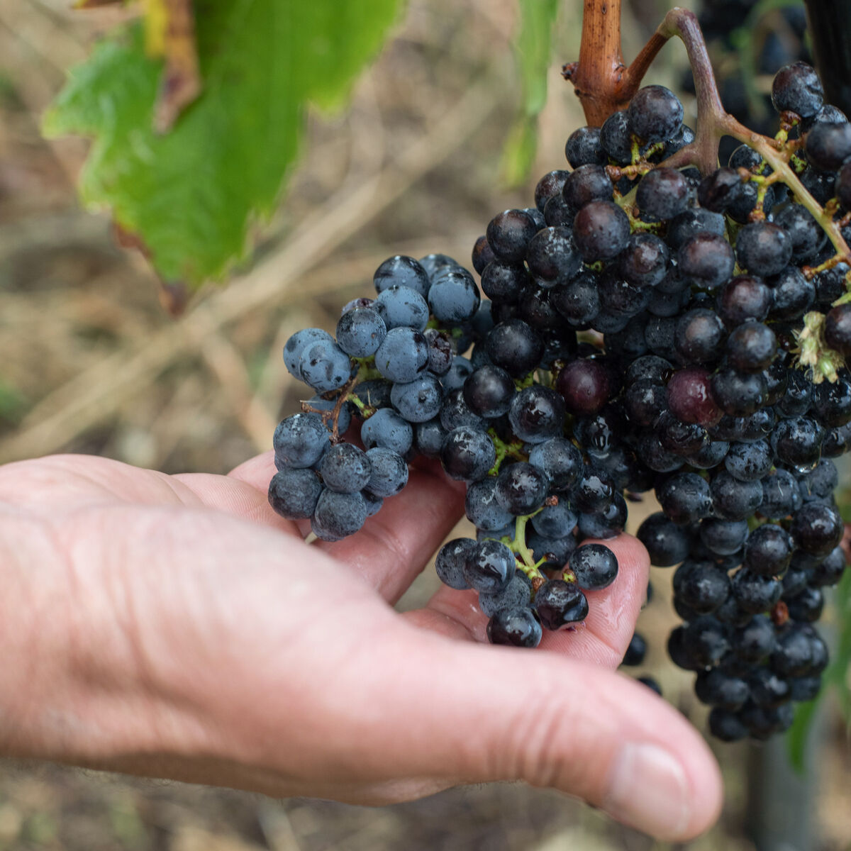 Nahaufnahme einer Hand, die eine dunkel-violette, reife Weintraube an einem Weinstock hält. Die Trauben hängen an braunen Stielen, grüne Blätter sind am oberen Bildrand zu sehen. Der Hintergrund ist unscharf und zeigt einen natürlichen Boden.