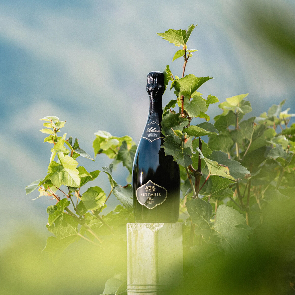 Eine elegante schwarze Sektflasche der ZEIT-Weinedition »KETTMEIR« steht auf einem Pfeiler, umgeben von grünen Weinstöcken im Freien. Die Szene ist hell, mit unscharfem Hintergrund aus Himmel und Weinbergen, und vermittelt ein hochwertiges, naturnahes Gefühl.