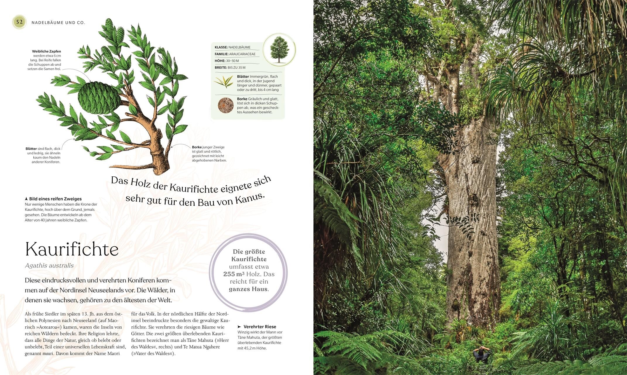 Innenansicht zu Scott, M: Bäume - Eine Natur- und Kulturgeschichte