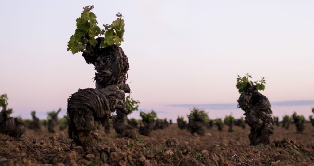 Weinreben mit knorrigen Stämmen und grünen Blättern in einem Weinberg bei Sonnenuntergang