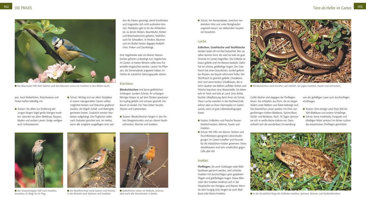Eine Doppelseite aus dem Buch 'Der Biogarten' von Marie-Luise Kreuter mit Text und Bildern von Vögeln, einer Schlange und einer Kröte, die verschiedene Gartenbewohner und nützliche Tiere im Garten veranschaulichen.