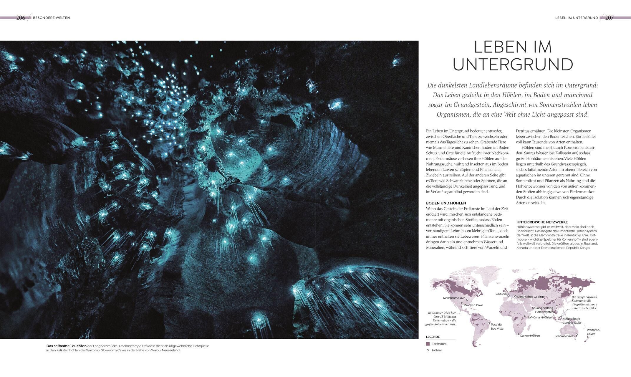 Innenansicht zu Asher, C: Wilde Welten