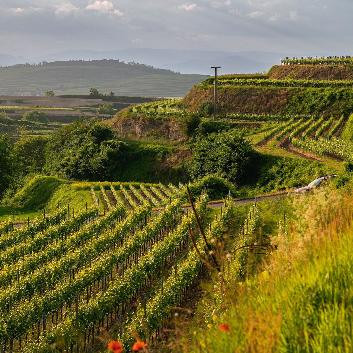 Panoramaaufnahme eines Weinbergs in der Region Baden mit üppig grünen Rebenreihen, leicht hügeligem Gelände und weiter Aussicht im Hintergrund unter einem teilweise bewölkten Himmel.