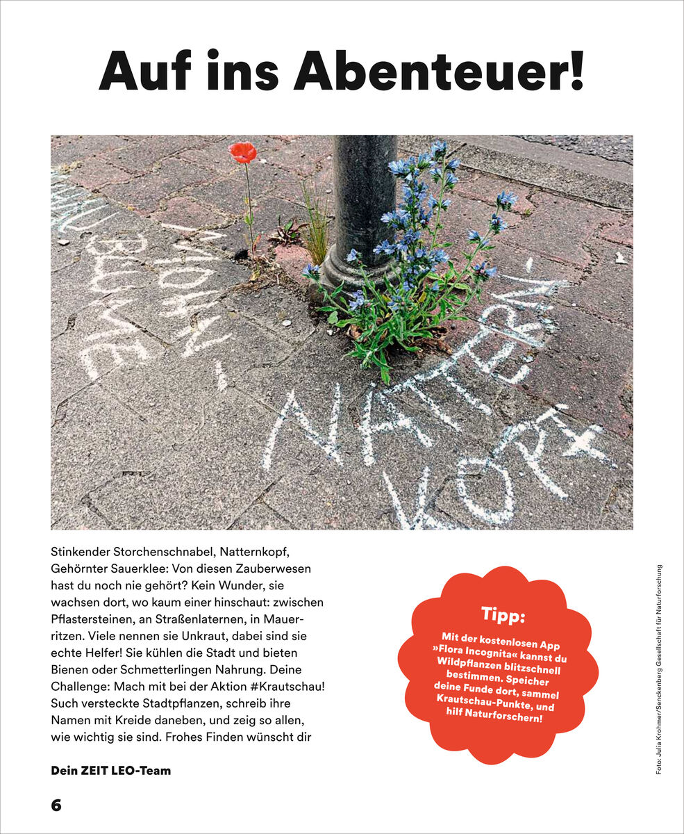Am Bildrand wachsen Blumen und Gräser aus einer Pflasterritze; daneben sind mit weißer Kreide beschriftete Pflanzenamen wie "Natternkopf" auf dem Gehweg notiert. Ein roter Infokasten mit Tipp zur Naturforschung ergänzt das naturbezogene Motiv für Kinder.