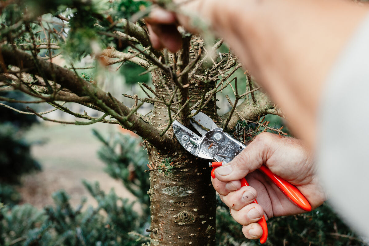 Eine Person schneidet mit einer klassischen Schere von Original LÖWE einen Ast von einem Baum. Die Schere hat orangefarbene Griffe. Die Szene findet in einem Garten mit grünen Bäumen im Hintergrund statt.