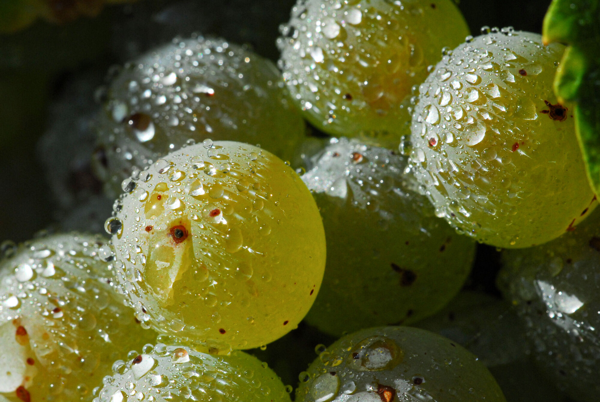 Grüne Weintrauben mit Wassertropfen bedeckt, Nahaufnahme