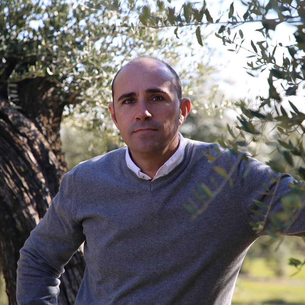 Dreier-Set der ZEIT-Sonderedition 'Olivenöl 2025' mit eleganten Flaschen in einer hochwertigen Holzkiste, geeignet für verschiedene feierliche Anlässe und Kochbegeisterte.