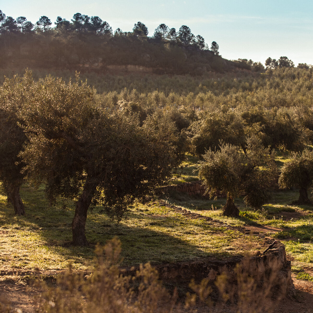 Drei Olivenölflaschen mit edlen Etiketten stehen nebeneinander auf einem rustikalen Holztisch, flankiert von Olivenzweigen und frischen Oliven. Die Aufschrift ZEIT-Sonderedition sowie Hersteller ArteFakt sind deutlich erkennbar. Natürliches Licht erzeugt warme Reflexe.