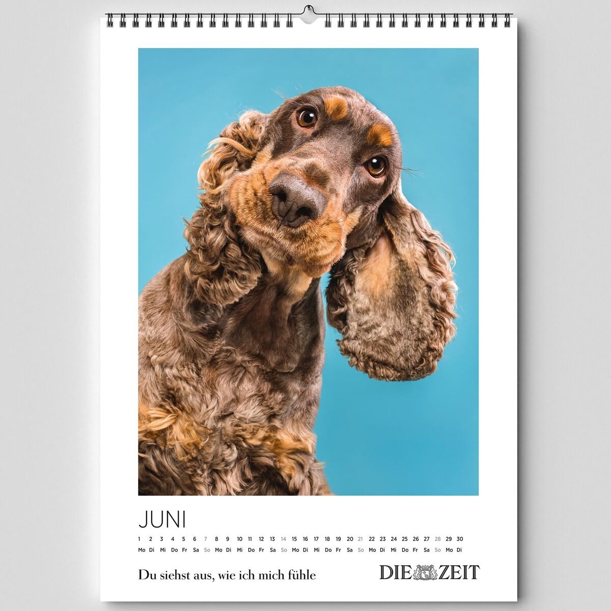Monatskalender mit dem Titel 'Du siehst aus wie ich mich fühle', zeigt das Kalenderblatt Juni mit einem lustigen Porträt eines braunen Hundes vor blauem Hintergrund. Die Gestaltung ist humorvoll und eignet sich besonders für Tierliebhaber oder als Geschenk.