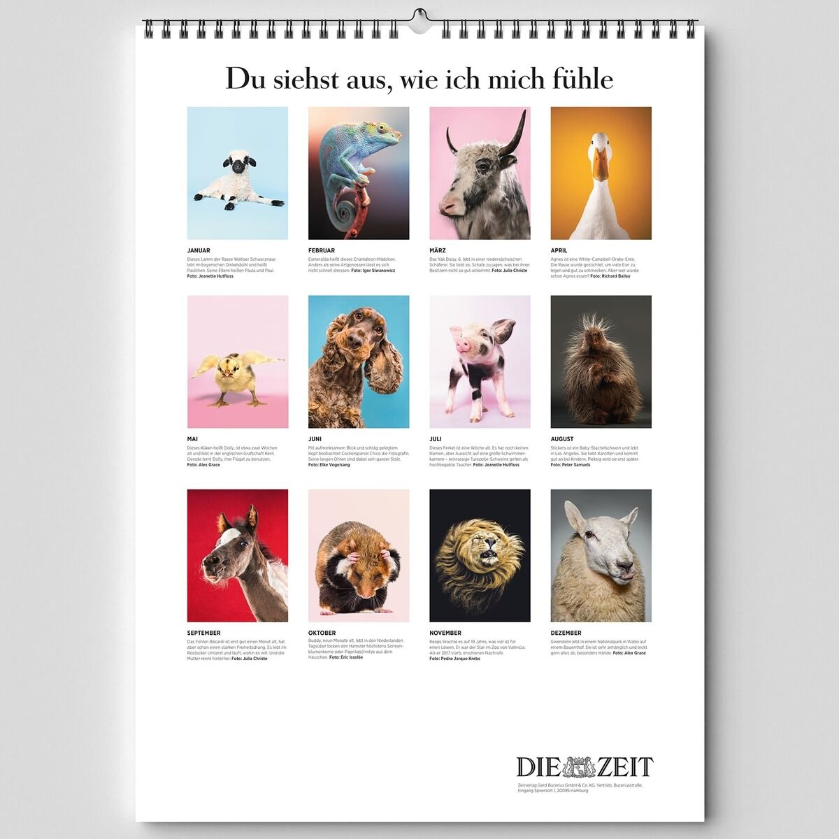 Wandkalender mit dem Titel 'Du siehst aus, wie ich mich fühle', abgebildet sind zwölf humorvolle Tierporträts auf verschiedenfarbigen Hintergründen, jeweils mit einer kurzen Beschreibung, unterteilt in einzelne Felder. Der Kalender zeigt zusätzlich das Logo der Zeitung 'DIE ZEIT' unten rechts.