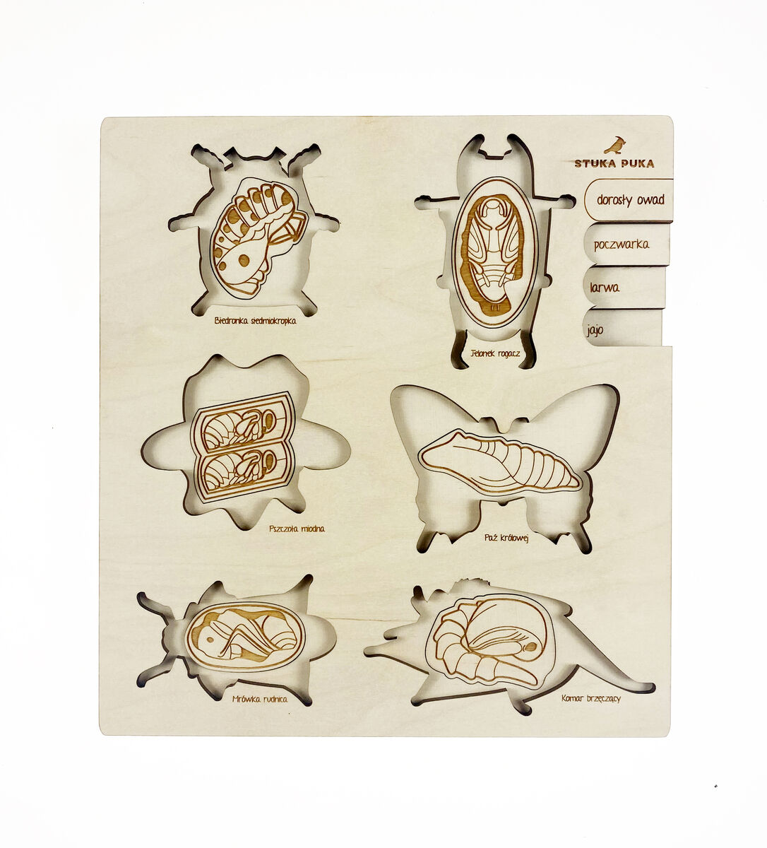 Das Bild zeigt ein Holzpuzzle mit dem Titel „Leben des Käfers“. Das Puzzle stellt verschiedene Phasen im Lebenszyklus eines Käfers dar, von der Larve über die Puppe bis zum ausgewachsenen Käfer. Die Puzzleteile sind natürlich gefärbt und in einer rechteckigen Holzplatte eingelegt.