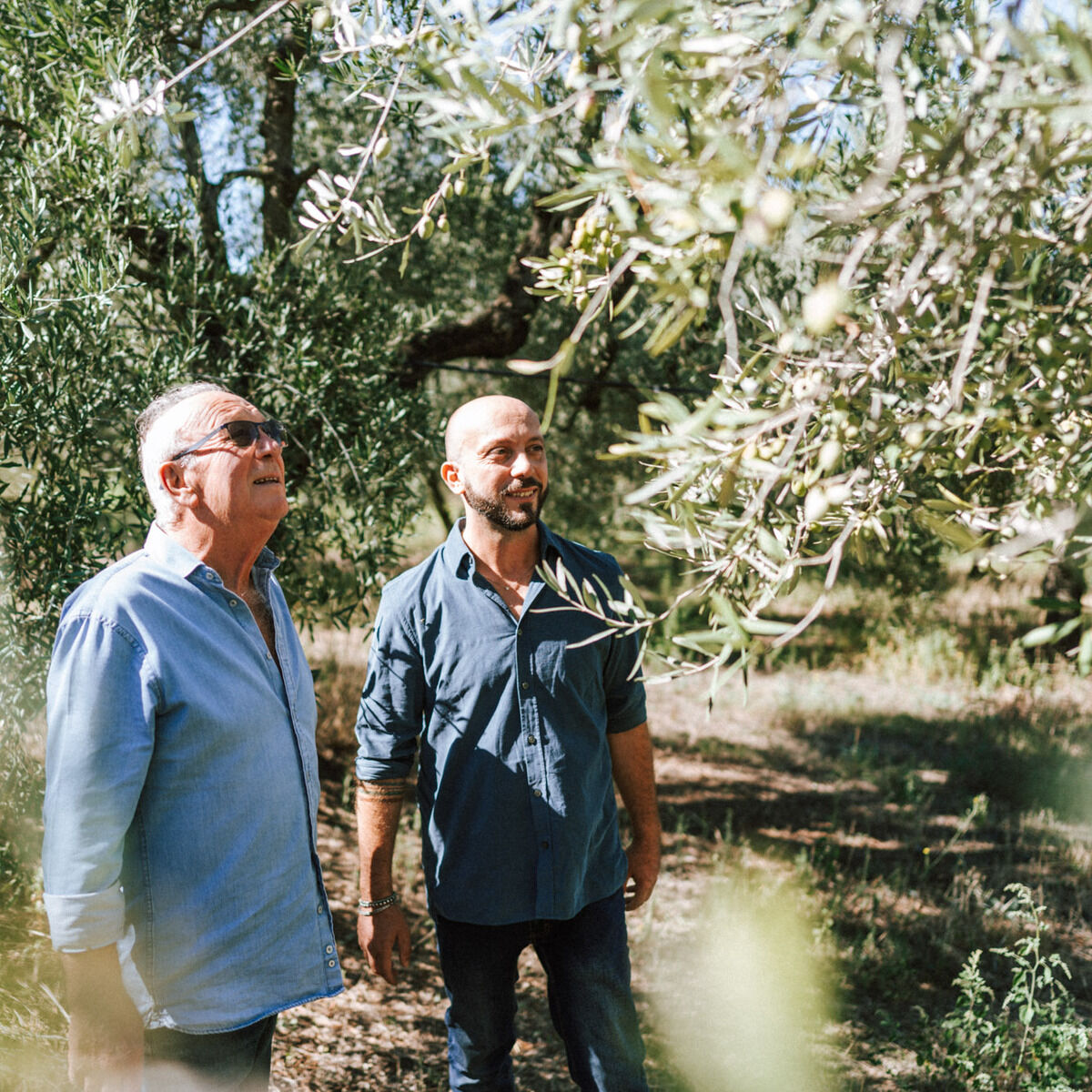 Zwei Männer stehen im sonnigen Olivenhain zwischen grünen Olivenbäumen, begutachten die reifen Oliven an den Ästen. Beide tragen blaue Hemden, die Szenerie vermittelt Naturverbundenheit und Expertise im Olivenanbau. Im Hintergrund dichte Vegetation, weiches Licht.