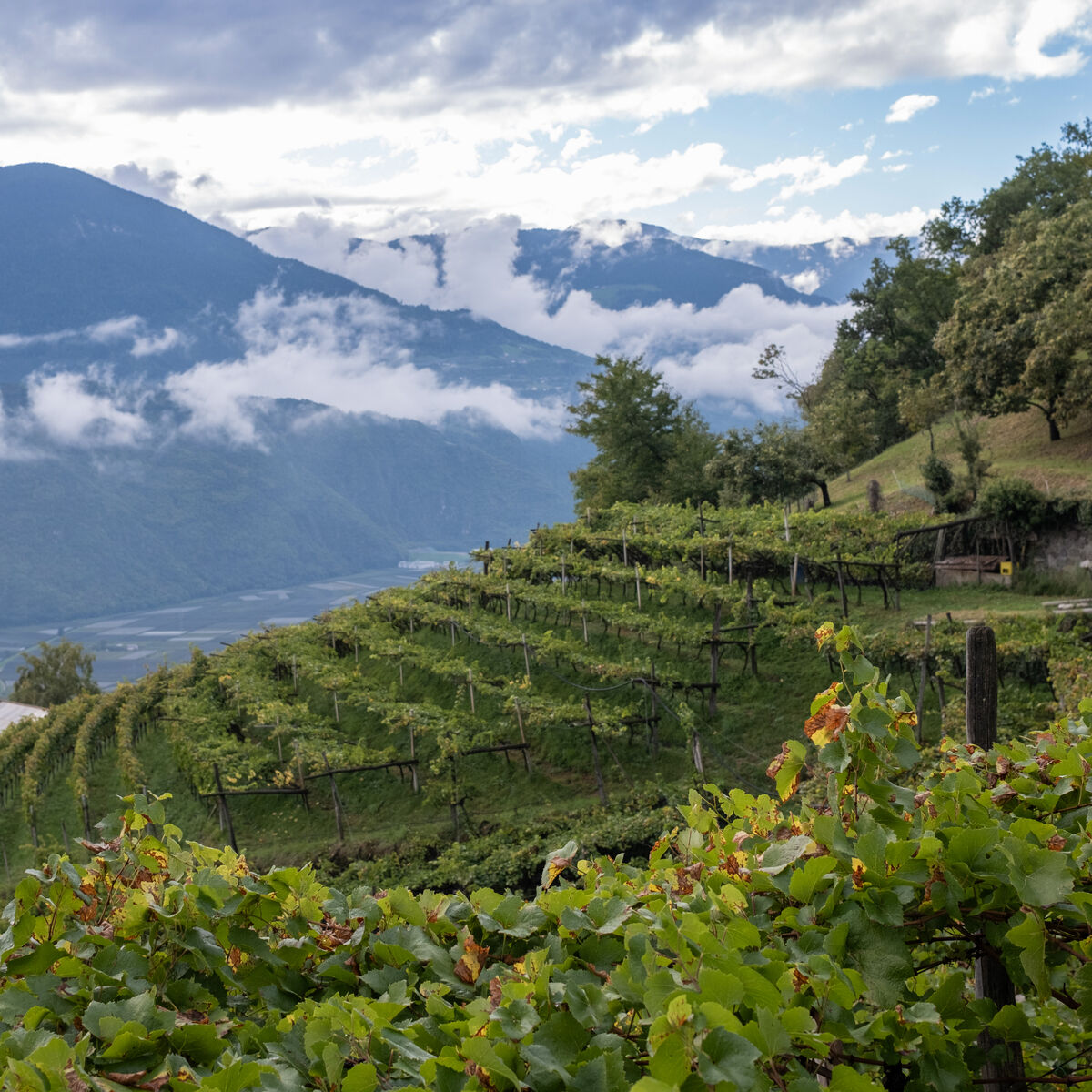 Südtiroler Weinberg an einem Berghang mit regelmäßig angelegten Rebzeilen. Im Hintergrund erheben sich dramatisch die Alpen, Wolken und Nebelfetzen liegen tief. Üppiges Grün der Reben im Vordergrund, dahinter Wald und teils bewaldete, teils offene Hänge.