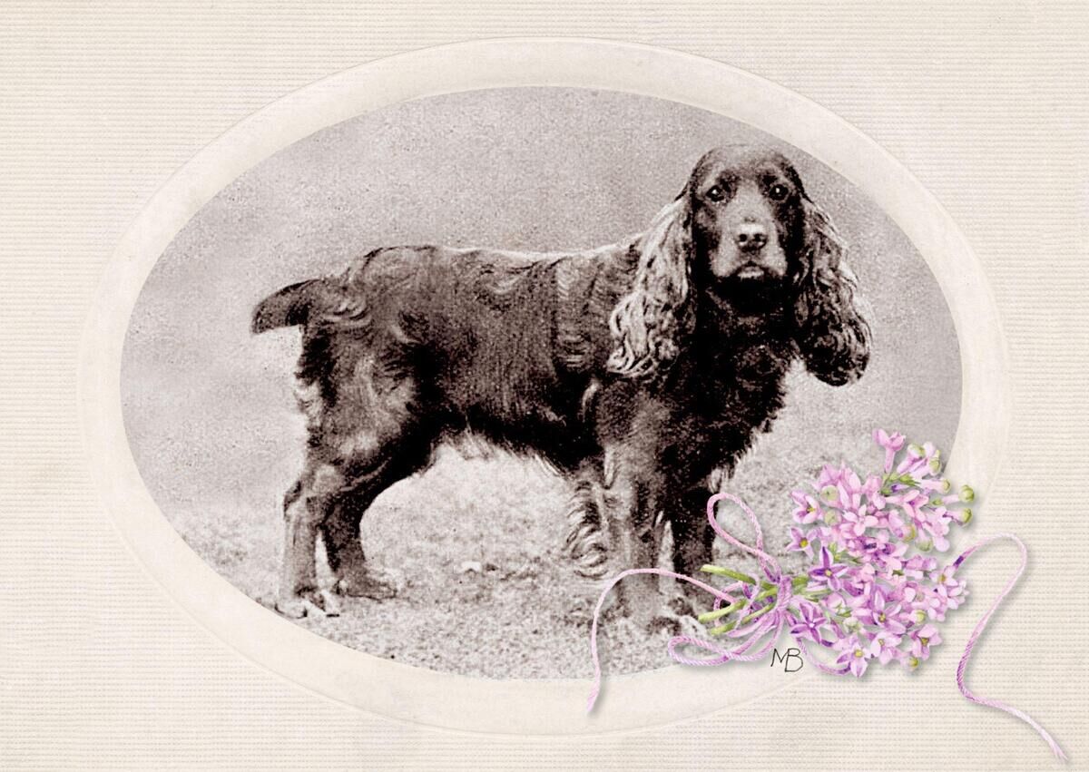 Ein Vintage-Bild eines Spaniels in Schwarz-Weiß, eingerahmt von einem ovalen Rahmen. Rechts unten ist ein zarter Strauß aus lila Fliederblüten mit einem rosafarbenen Band.