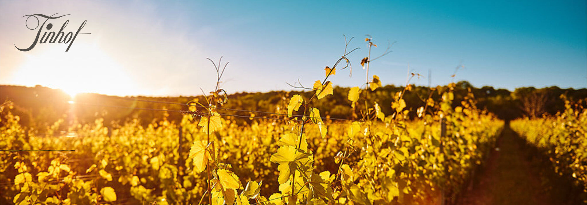 Weinreben in einem sonnendurchfluteten Weinberg bei Sonnenuntergang, Schriftzug 'Tinhof' links oben