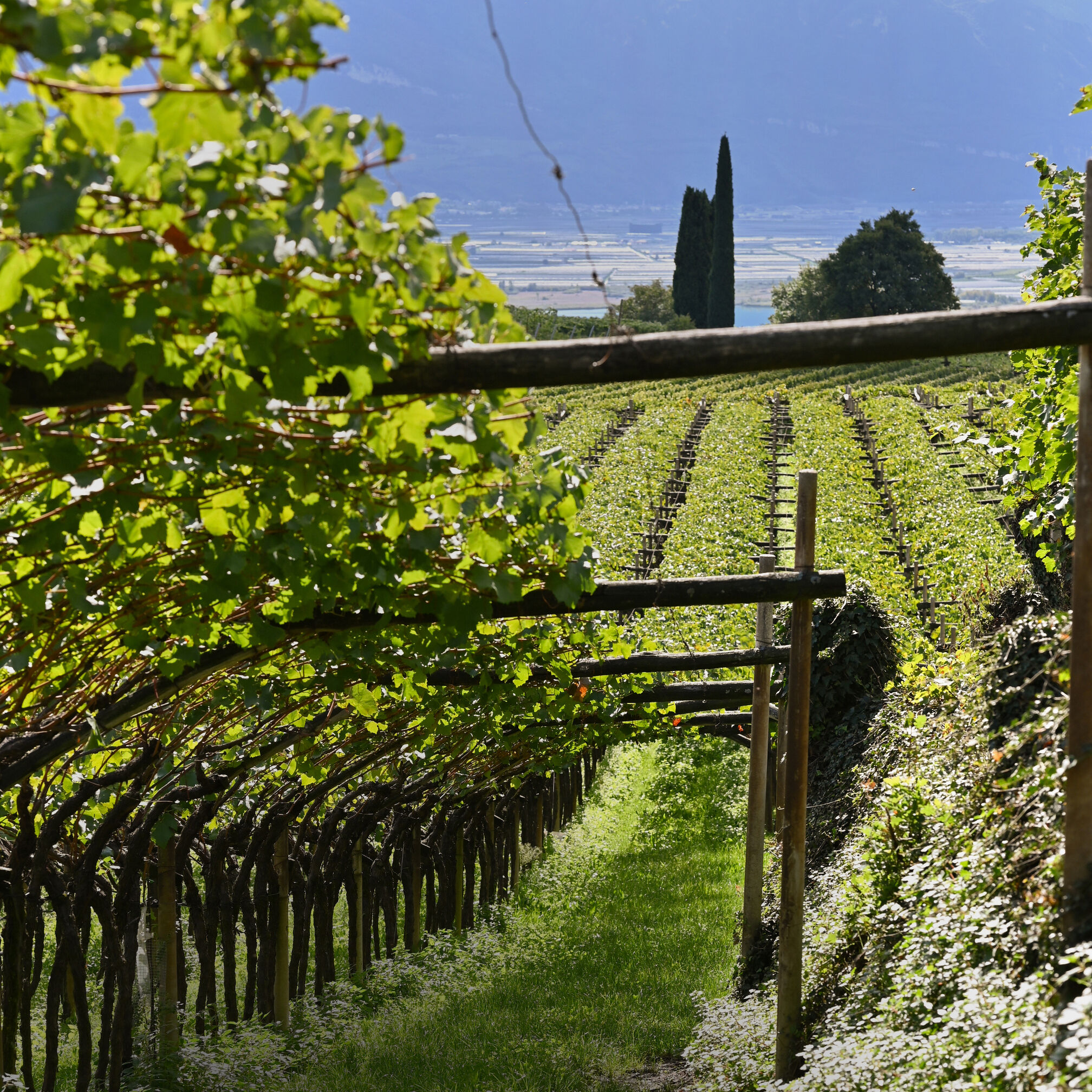 Sechs edle Weinflaschen mit stilvollen, individuell gestalteten Etiketten stehen auf hellem Untergrund. Präsentiert werden die Flaschen in klarer Anordnung, begleitet von einem hochwertigen Begleitbuch mit Titel „Erleben, verstehen und genießen“. Das Set vermittelt Genuss und Exklusivität.